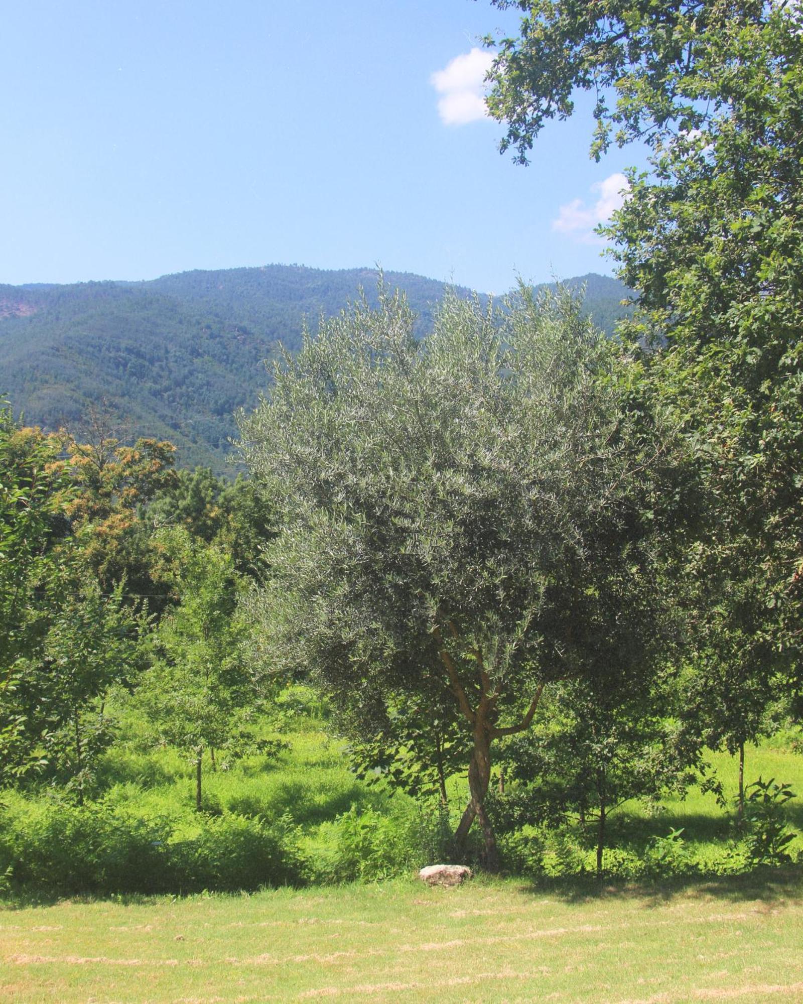 Geres - Aldeia Turistica De Louredo Villa Vieira do Minho Exterior foto